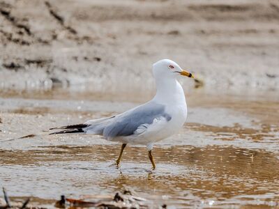 larus delawarensis, gull, nature, wildlife, seabird, beach, bird, ornithology, feather, waterfowl, beak, sea, wings, coast, fauna, plumage, calm, purity, scenic, sandy