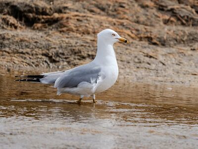 gull, animal, seabird, beach, nature, ornithology, wings, beak, feathers, water, wildlife, safari, tide, flight, species, yellow beak, standing in water, coastal, birdwatching