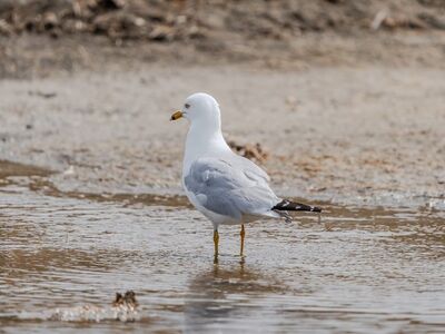 gull, bird, nature, animal, seabird, wildlife, ornithology, beak, plumage, summer, sand, wings, fauna, coast, birdwatching, wetland, grey, sky, shore, standing water