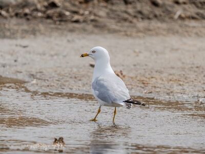 gull, nature, wildlife, seabird, beak, feathers, waterbird, white color, shore, ring-billed gull, water environment, yellow legs, dry, sand, animal, beach, coastal, sunset, promenade, nature walk