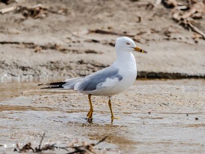 seagull, ring-billed gull, coast, plumage, nature, bird, animal, coastal, sea, feather, ocean, beach, birdlife, fauna, yellow beak, waterbird, feathered, water, beak, natural habitat