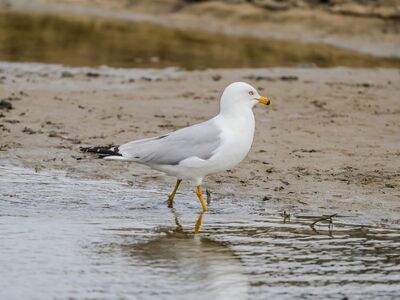 gull, bird, animal, nature, ornithology, plumage, avian, birdwatching, fauna, seabird, sand, shore, aquatic environment, water sounds, wings, beak, legs, animal by the water, wildlife, beach surroundings, sandy environment