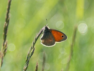 butterfly, meadow, nature, background, meadow plants, butterfly wings, soft color, bokeh effect, macro photography, insect, peaceful, summertime, delicate stems, escape to nature, focus, countryside, charming, relaxation, beautiful wallpaper, environment, go into nature