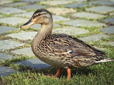 duck, bird, animal, waterfowl, cobblestone, feather, mallard, park, nature, bird area, exploration, duck feathers, urban wilderness, wildlife, outdoor environment, grass, birdlife, orange paws, duck beaks, sunny day, walk