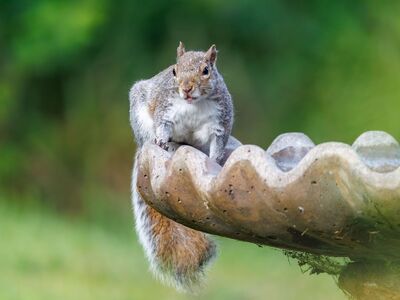 squirrel, wildlife, nature, rodent, cute animal, tree squirrel, curious animal, forest animal, wild animal, environment, curious, animal portrait, outdoor, garden decoration, natural environment, water feature, bright green, outdoor setting, spring