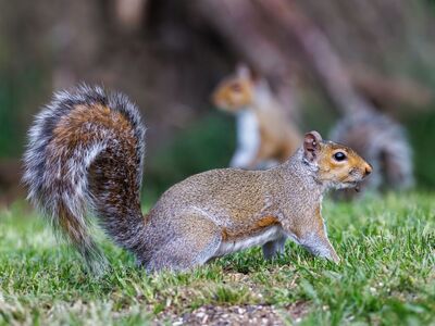squirrel, animal, nature, rodent, cute animal, tree squirrel, furry, forest animal, backyard, photographed in nature, wild animal, animal portrait, natural habitat, sunlight shot, curious, urban wildlife, tree climber, spring, wildlife, photography, curious animal