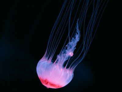 jellyfish, ocean, dark, marine life, underwater, nature, red, blue, striped, illuminated, pulsating, single, art, marine, jelly, beauty, calm, backlight, blue background, delicate