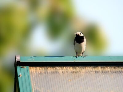 wagtail, bird, wildlife, roof, avian, green, grass, summer, sunny, perched, cute, animal, observing, feather, sky, sitting, clear sky, creature, ordinary, nature