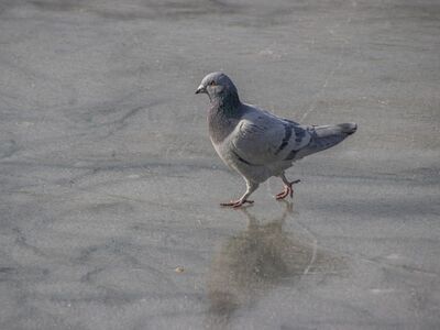 pigeon, ice, frozen, bird, plumage, beak, feathers, ornithology, stroll, reflection, winter, wild, nature, ecosystem, walking, slippery, urban, animal, wildlife, migration