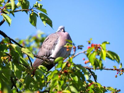 pigeon, branches, leaves, nature, summer, sunny, bird, fruit, natural, daylight, red, sparrows, beauty, clear, animal, outdoors, peaceful, ecology, clear sky, cherry