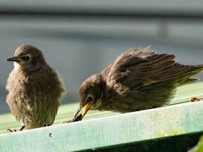 birds, roof, animals, nature, bird chicks, feathers, pair, daylight, beak, feeding, juveniles, behavior, feather pattern, small birds, curiosity, expressions, outdoors, summer, calmness, outdoor environment