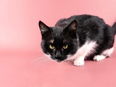 cat, pet, black, pink, eyes, whiskers, fluffy, cute, nature, playful, white, indoors, mammal, kitten, soft, domestic cat, animal, gray