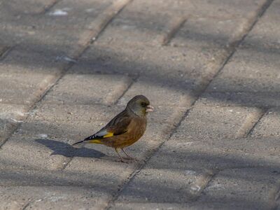 goldfinch, bird, plumage, ornithology, beak, animal, gray, road, sidewalk, shadows, unique, nature, yellow, wild, calm, wildlife, curiosity, bustling, city
