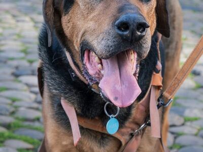dog, mixed breed, collar with tag, leash, tongue out, cobblestones, smiling dog, animal friend, outdoor setting, fun, happy expression, pet, warm feeling, natural light, animal care, cute expression, alert dog, loyalty, pet protection