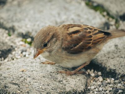 sparrow, bird, paving stones, animal, wildlife, feathers, foraging, gravel path, animal details, seed dispersal, autumn, camouflage, nature, charm, natural habitat, animal on ground, bird foraging, small bird, common bird
