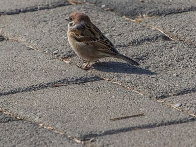 sparrow, bird, sidewalk, ornithology, beak, plumage, natural, fauna, birdwatching, stroll, urban environment, nature, feathers, care, shadow, perched, insects, outdoor, passerine, adaptation