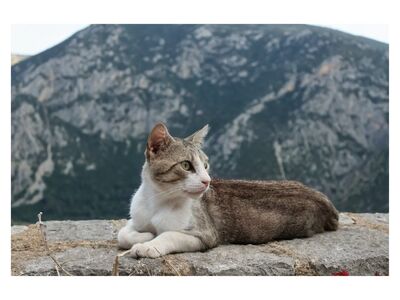 cat, mountain, nature, landscape, outdoor, pet, animal, gray, hiking, calm, cat sight, cat fur, animal portrait, resting cat, view from above, natural scenery, gentle breeze, peace, edge of the forest, freedom, facial expression