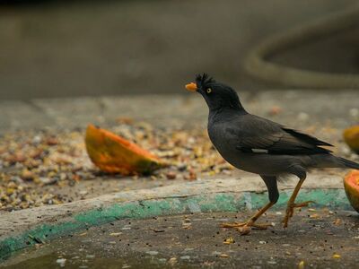 starling, bird, public space, papaya, fruit, wildlife, nature, bird food, walking, black and grey, trough, animal, ground, feather, standing, feeding, beak, outdoor, blurring, wild bird