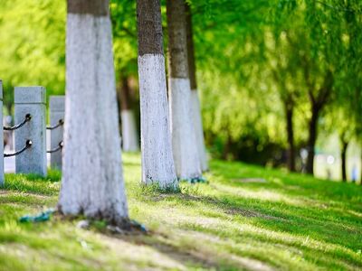 tree, wall, fence, grass, park, summer, concrete wall, public space, cultivation, outdoors, urban, sidewalk, season, green, tree painting, decorative posts, diversity, nature, ecology, symmetry, simplicity