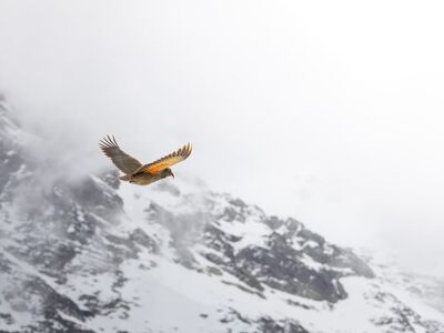 bird, mountain, kea, mountain landscape, snow, flying, sky, gray, wilderness, natural scenery, winter, new zealand, high altitude, wildlife, cold, panorama, nature, mist, freedom