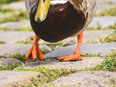 duck, garden path, colorful, green head, orange feet, natural environment, waterfowl, walking, branches, feathers, wildlife, summer, vibrant colors, park scene, domestic duck, background, wild nature, green grass