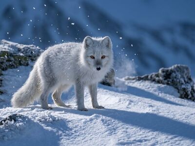 arctic fox, snow, winter, mountains, wildlife, fur, stance, alert, cold climate, tundra, fluffy tail, subzero, solo animal, black nose, keen eyesight, harsh weather, nature, rocks, thick fur, fox species