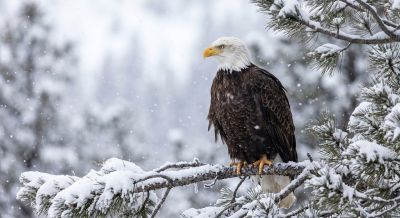 bald eagle, bird of prey, snow, winter, branch, avian, raptor, evergreen, white head, yellow beak, brown feathers, talons, profile view, majestic, sharp gaze, wilderness, nature, rugged terrain, fluffy, snowfall