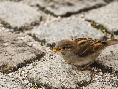 sparrow, cobblestone, bird, nature, small, wild, detail, stone, feather color, animal, foraging, outdoors, curiosity, grey, asphalt, adaptation, snapshot, urban, alone, tiny
