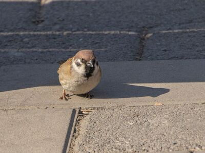 sparrow, animal, bird, ornithology, feathers, beak, species, fauna, perched, birdwatching, concrete, shadow, pavement, nature, autumn, nest, natural environment, camouflage, wilderness, ecology