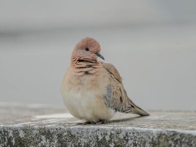 dove, nature, animal, peace, wildlife, plumage, bird, ornithology, flying, wings, symbol, peaceful, color, bird species, bird watching, serene nature, symbol of peace, turtledove, urban setting, winged, beige