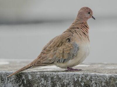 dove, bird, nature, pigeon, peace symbol, feathers, wildlife, wings, peaceful, freedom, small bird, brown, calm, urban, savanna, park, exploration, stones, tranquility