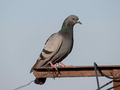 rock pigeon, pigeon, bird, nature, animal, ornithology, wildlife, beak, plumage, birdwatching, feathers, wild, dove, fauna, species, natural habitat, urban bird, perched, urban surroundings