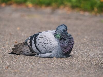 pigeon, bird, nature, park, calm, composition, autumn, ground, animal, urban, pavement, relaxation, evening sun, quiet, outdoors, shot, gray, close-up, solitary, peaceful