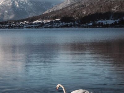 swan, lake, mountains, winter, nature, reflection, peace, animals, morning, snow, cold, calm, blue sky, natural beauty, calm water, lake district, snow-covered mountains, scandinavian, peaceful morning