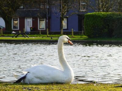swan, pond, nature, outdoors, urban, green, grass, flower background, bench, feather, picture, calm, tree, park, flower, flower wallpaper, lake, shadows, beautiful flowers, bushes, shoreline, sunny, beautiful, elegant