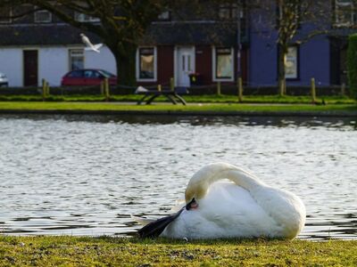swan, stranraer, scotland, peace, nature, calm, pond, urban, bird, water, animal, bench, grass, feather, natural, wild, picture, garden, building