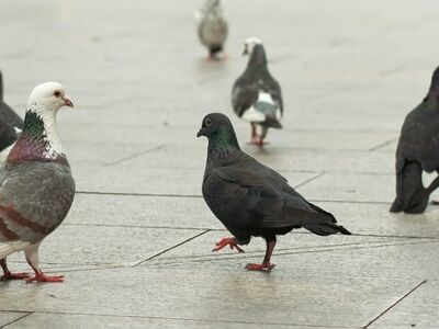 pigeon, flock of birds, urban life, cobblestone, pavement, animals, nature, pedestrian zone, calm, day, grey, rainy day, wildlife, freedom, sky, urban environment, birds, natural scenery, peace, city