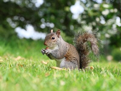 squirrel, rodent, eating, nuts, london, grass, nature, animal, feeding, outdoor, small, wild, mammal, gray, green, park, wildlife, natural environment, ecosystem