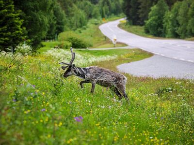 reindeer, nature, beautiful flowers, summer, meadow, road, green, finland, wild, flower background, animal, flower wallpaper, landscape, travel, journey, rural, north, fauna, flowers, wildlife, burr, white flowers, yellow flowers