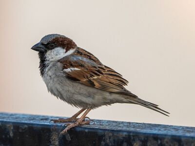 sparrow, bird, fauna, wildlife, nature, songbird, feathers, plumage, male, perched, sitting, surviving, beak, ground, garden, urban, park, ledge, details, clear sky, diversity