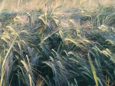 wheat, grain, agriculture, harvest, nature, farmland, crop, agricultural, yield, green, countryside, plant, ecosystem, vacation, summer, grassland, sunlight, rustic, ripples