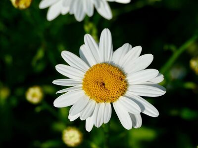 daisy, flower background, white petals, yellow center, nature, flower, beautiful flowers, macro, details, spring, fresh, garden, wildflower, flower wallpaper, sunny, beautiful, outdoor, leaves, grass, nature theme, diversity, decoration, rural, colors of nature