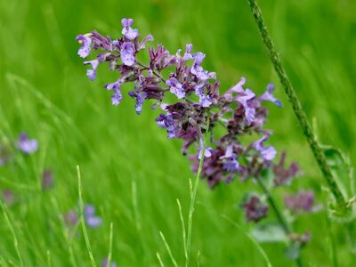 catnip, wildflower, meadow, purple, blooming, nature, summer, green, plant, meadow flower, field flowers, purple flowers, floral background, natural environment, outdoor, closeup, growth, herb, natural beauty, ecology
