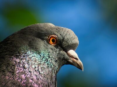 pigeon, bird, urban nature, nature, animal, portrait, eye, profile, detail, outdoor, daylight, bokeh, urban wildlife, bird photography, park, natural habitat, close up