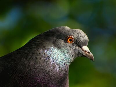 pigeon, bird, urban bird, nature, animal, close-up, portrait, feathers, eye, profile, outdoor, daylight, green background, bokeh, park, wildlife, urban wildlife, bird photography, detail