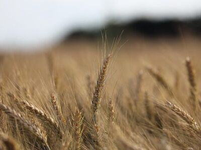 wheat, plant, agriculture, field, before harvest, summer, evening, nature, grain, packaging, photography, golden, natural scenery, focal point, harvest, cereals, farmer, countryside, horizon, sunny