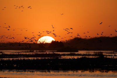 birds, flight, nature, wings, sunset, river, sandhill cranes, migration, landscape, nebraska, midwest, twilight, beautiful scene, wildlife, ecosystem, morning, clouds, sky, flock