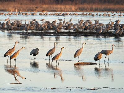 cranes, sandhill cranes, bird migration, nebraska, usa, nature, river, landscape, dawn, wings, blue, sunrise, birds in water, bird landing, wetlands, migration, wildlife, ground birds, bird behavior, birdsong, animal group behavior