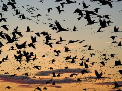birds, flight, sunset, cranes, migration, nebraska, usa, midwest, nature, wings, silhouettes, sky, evening, wild, nature reserve, autumn, horizon, hectic, light, panorama, open space