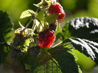 raspberry, ripe, healthy, leaves, garden, red, fresh, shrub, vitamin, fruit, summer, nutrition, ripeness, photography, green, taste, summer fruit, sweet, delicious